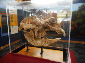 Diprotodon