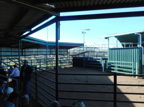 Introduction in the bull ring