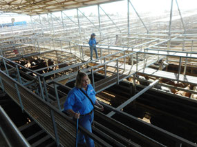 Moving cattle after sale