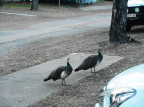 Some of the locals roaming the caravan park