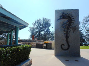 Hippocampus whitei