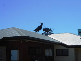 Miriam Vale Magpies