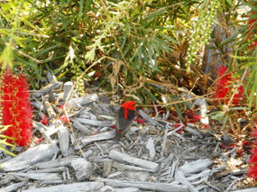 Scarlet Honeyeater
