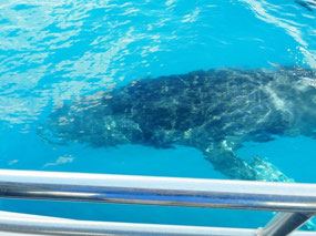 About to swim under the boat