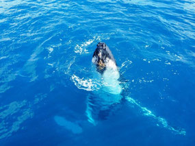 Breaching out of the water