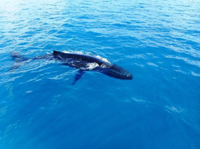 Swimming toward the boat