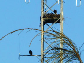 Eagle nest on Caloundra Coast Guard tower