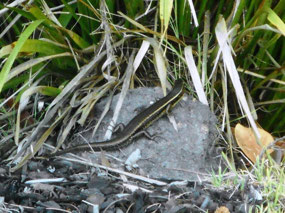 Lizard behind our caravan site