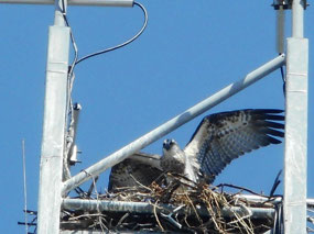 White Belly Sea Eagle