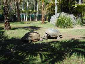 Aldabra Land Tortoises