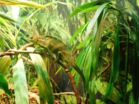 Veiled Chameleon