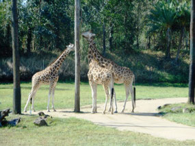 Giraffes