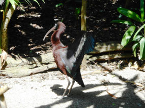 Glossy Ibis