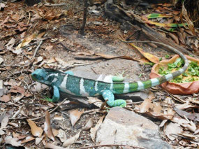 Fijian Crested Iguana