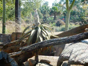 Meerkat