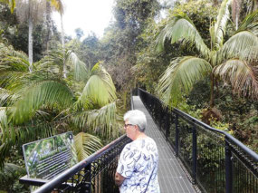 Tamborine Rainforest Skywalk