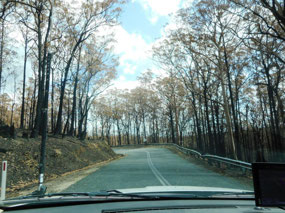 Recent forest fire damage
