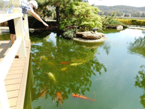 Fish in the Japanese Garden