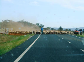 Giving way to the sheep