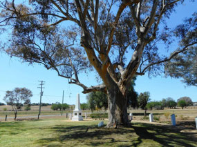 Tree commemorating Lawson's birthplace