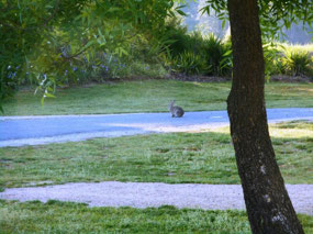 Early morning visitor