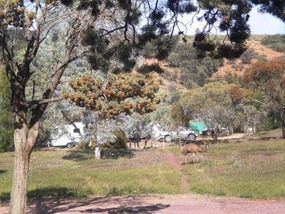 Emu walking through the caravan park