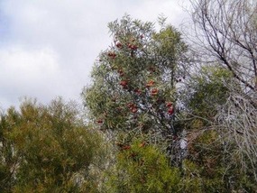 Quondong tree