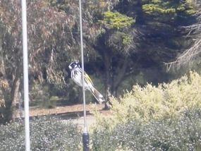 And to my amateur radio antenna also