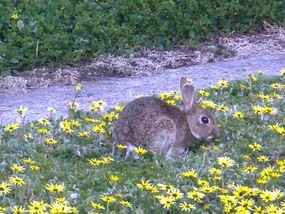 One of the many rabbits at the caravan park
