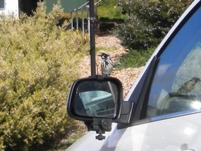Territory rearview mirror attracted this bird