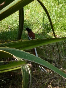 Beautiful bird.