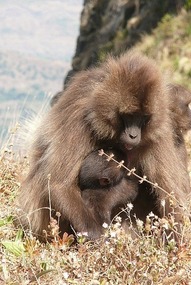 Gelada Baboon mom and baby