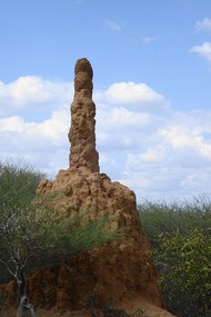 termite mound