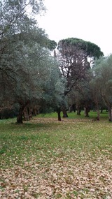 Olive Grove