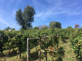 Vines with Vesuvius in the background