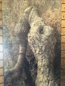Art 1