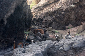 Goats do roam on Vulcano