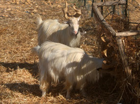 Girgentana Goat
