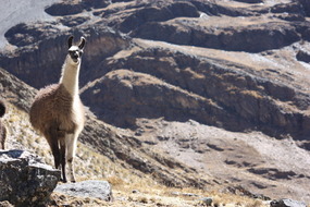 Lots of llamas on the trail