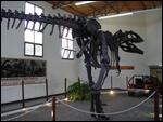 ep at the dinosaur museum
