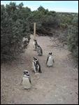 99 Penguins at Punta Tombe