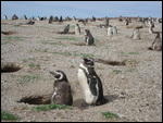 99a Penguins at Punta Tombe