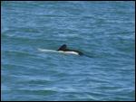 86a Dolphin