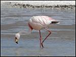 db Flamingo at Lake Hedionda