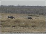 Black Rhino