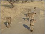Wild cheetahs following us