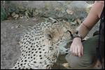 The cheetah nibbling Summer's arm