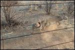 The cheetah cubs fighting over a piece of meat