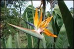 The botanical gardens - Pietermaritzburg