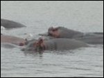 Hippos